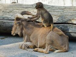 Funny Monkey Pictures