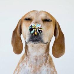 Funny Dog Pictures