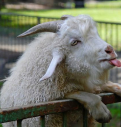 Funny Animal Pictures