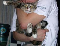Funny Cat Pictures